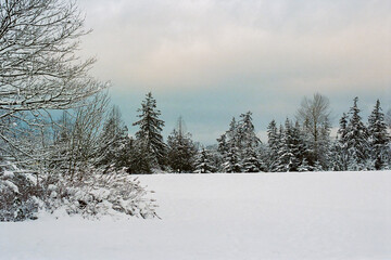 pine trees covered with snow. landscape in winter park
