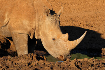 Portrait on an endangered white rhinoceros (Ceratotherium simum) drinking water, South Africa