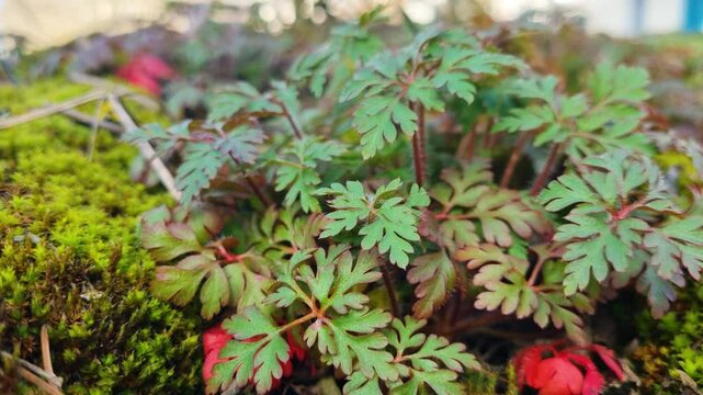 Close-up of vibrant herb-robert (Ruprechtskraut) and moss (Moos), showcasing the awakening of nature in spring.