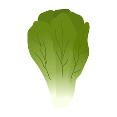 Lettuce Vegetable Illustration
