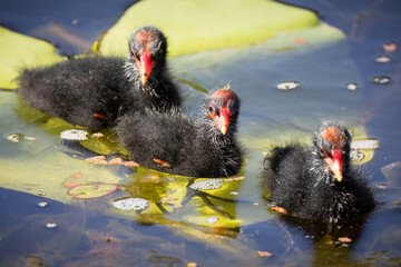 Three cute and fluffy baby dusky moorhens with their sparsely covered heads swim in line and rest...