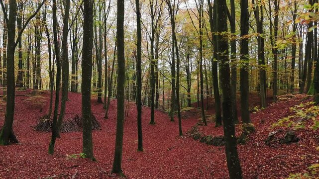 Forsem&ouml;lla forest in south sweden, &Ouml;sterlen, during autumn, orange and yellow leafs - drone flying