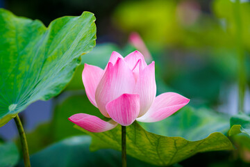 pink lotus flowers blooming beside lotus buds and green leaves in a natural pond