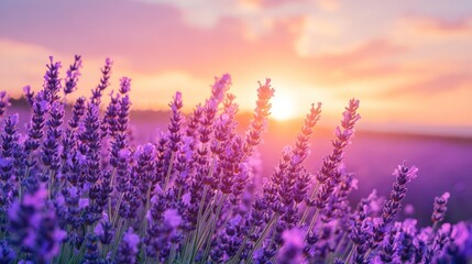 Naklejka premium Lavender field at sunset creating a serene and aromatic visual experience