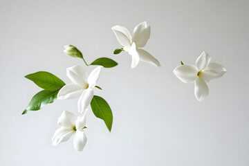 Obraz premium White Gardenias Bloom Gracefully in Air