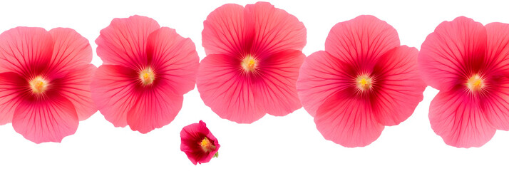 Pink Hollyhocks Bloom Vibrantly Outdoors