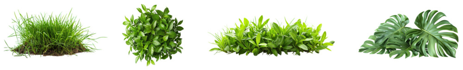 Obraz premium Vibrant Green Plants and Foliage Collection