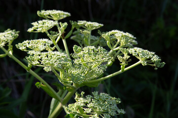 奄美大島の自然、植物と花、ハマウドの季節