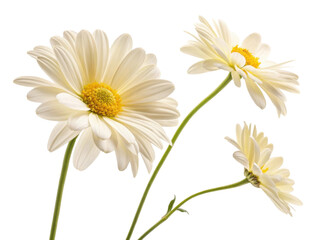 Fototapeta premium Beautiful daisy flowers bloom gracefully with soft petals and vibrant yellow centers, creating serene and cheerful atmosphere