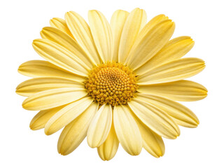 beautiful daisy flower with vibrant yellow petals radiates joy and warmth, perfect for brightening any space