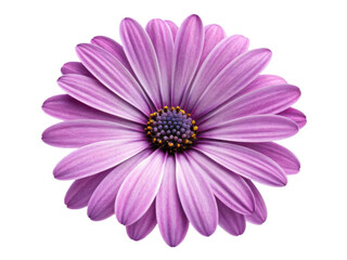 Obraz premium beautiful daisy flower with vibrant purple petals showcases nature elegance and charm. Its delicate structure captivates eye and uplifts spirit