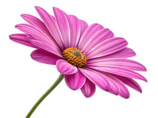 Fototapeta premium beautiful daisy flower with vibrant pink petals showcases its delicate structure and bright yellow center, radiating joy and freshness