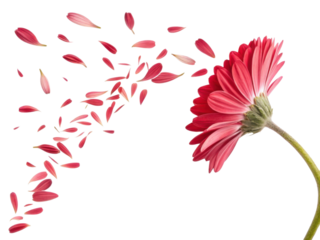 vibrant daisy flower showcases its beauty as petals gracefully drift away in gentle breeze, creating serene and enchanting scene