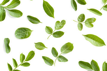 Green Leaf Pattern: Nature's Beauty