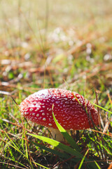 fly agaric in the afternoon sun