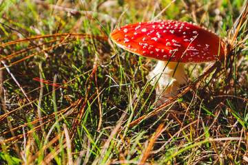 fly agaric in the afternoon sun