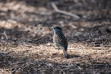house sparrow passer domesticus