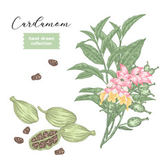 Cardamom plant set vector illustration. Hand drawn Cardamom branch with flowers and leaves. Colorful sketch style.