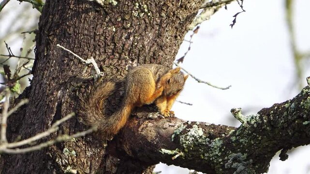 Adorable Itchy Squirrel - Oak Tree Crotch Grooming