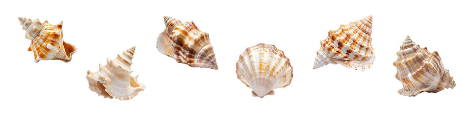 Obraz premium Collection of Beautiful Marine Shells Isolated on White Background