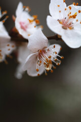cherry blossom macro