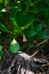 green plants  in spring garden