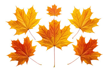 Obraz premium Arrangement of six maple leaves in varying shades of yellow and orange on a black background