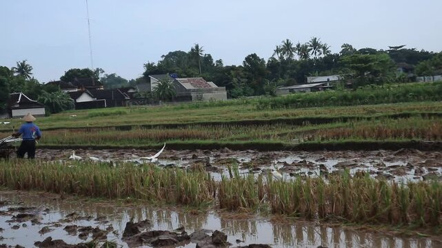 Storks flocking in a rice field as a farmer plows his field. Footage taken in Java Indonesia on May 23, 2025