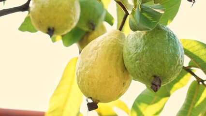 Tangkapan gambar jambu biji yang tergantung di cabang pohon. Buah jambu biji yang tergantung....