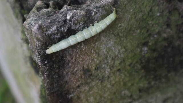 Green caterpillars preparing to pupate on mossy rocks