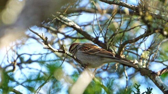 Chipping Sparrow Fidgeting in Oak Tree - Hopping, Then Flight