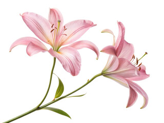 Fototapeta premium Beautiful pink lilies bloom gracefully, showcasing their delicate petals and vibrant colors, perfect for any floral arrangement
