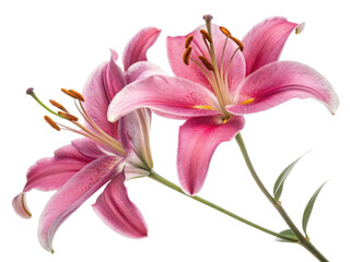 Fototapeta premium Beautiful pink lilies bloom gracefully, showcasing their delicate petals and vibrant colors, embodying essence of nature artistry