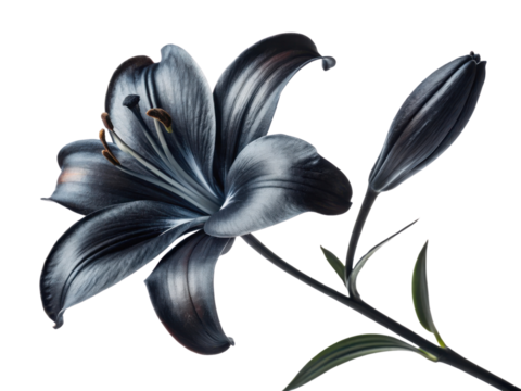 stunning lily flower with deep black and blue hues showcases its elegant petals and graceful form, embodying beauty and tranquility
