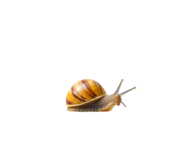 A cute little snail crawling on its shell, against on Png Format and Transparent Background
