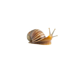A cute little snail crawling on its shell, against on Png Format and Transparent Background