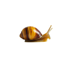 A cute little snail crawling on its shell, against on Png Format and Transparent Background