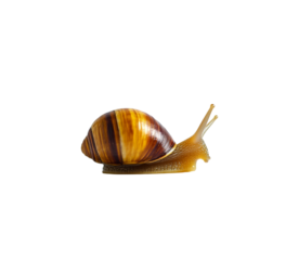 A cute little snail crawling on its shell, against on Png Format and Transparent Background