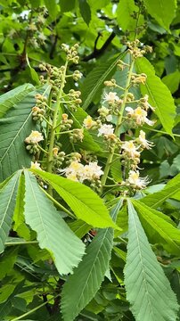 Blossom chesnut tree branch in spring