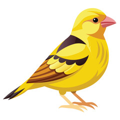 unique Canary bird isolated on white background