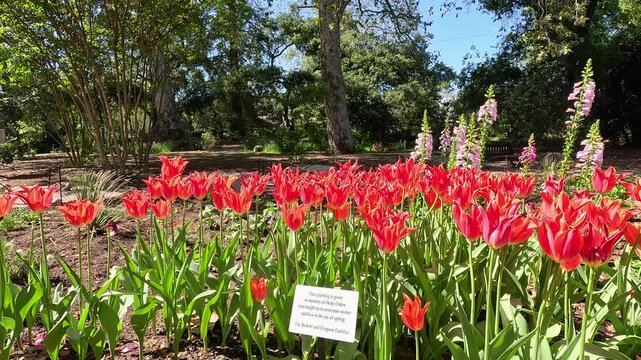 Footage of red tulips and purple foxglove flowers at Descanso Gardens La Canada Flintridge California USA
