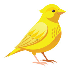 unique Canary bird isolated on white background