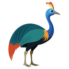 unique Cassowary bird isolated on white background