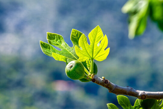 Reifende Feige, junge Feigen, ficus carica, Peloponnes, Griechenland   25030.jpg
