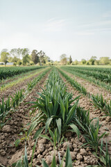 Fototapeta premium Crop field with green plants growing in rows under a bright sky on a sunny day