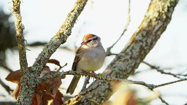 Chipping Sparrow Fidgeting in Oak Tree - Hopping, Then Flight