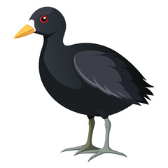 unique Coot bird isolated on white background