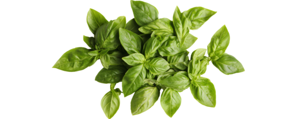 fresh basil leaves, often used in cooking for their aromatic flavor, especially in Mediterranean and Asian dishes.