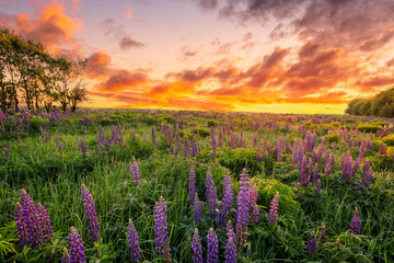 Majestic lupines field bathed in vibrant sunrise glow. A tranquil countryside scene for dreamy...