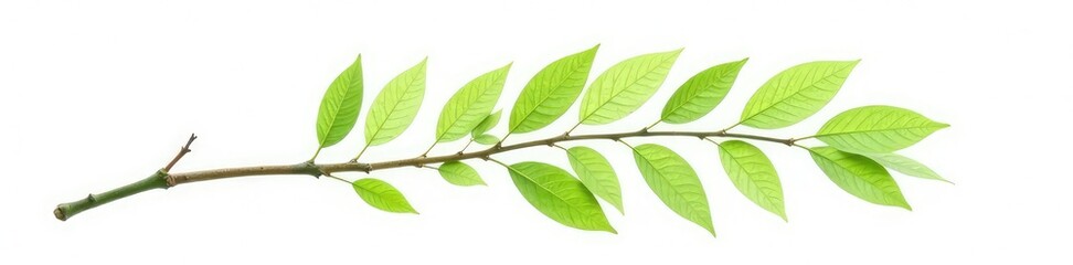 Obraz premium A single branch isolated on white background, with intricate details and texture, solitary, green, isolated